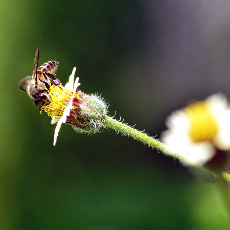 Betekenisvol rapporteren over biodiversiteit